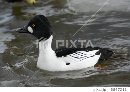 ホオジロガモ 6847211