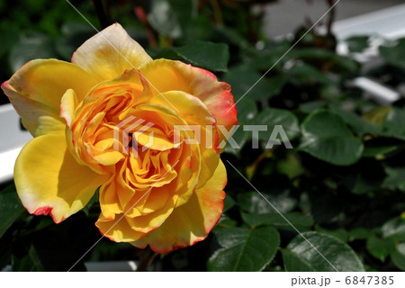 京都府立植物園の薔薇　名：スペクトラ 6847385