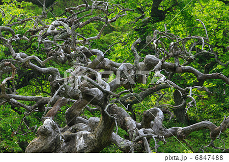 辰野町・しだれ栗森林公園の枝垂れ栗の古木の写真素材 [6847488] - PIXTA