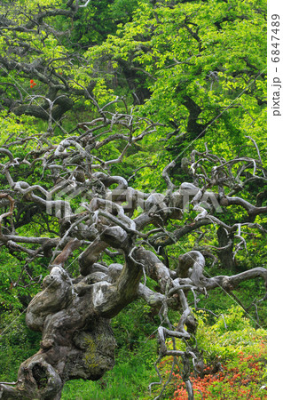 辰野町・しだれ栗森林公園の枝垂れ栗の古木 辰野町・しだれ栗森林公園の枝垂れ栗の古木 6847489