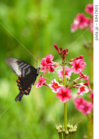クリンソウの蜜を吸うカラスアゲハ 6847603