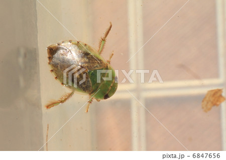 コバンムシ 6847656