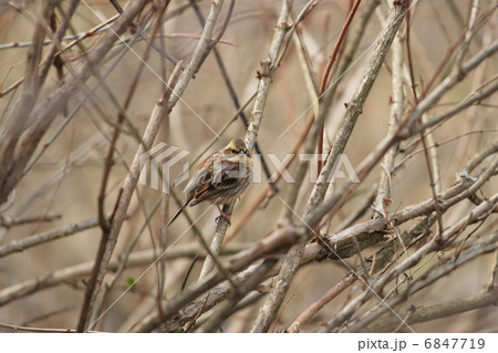 ミヤマホオジロ 6847719