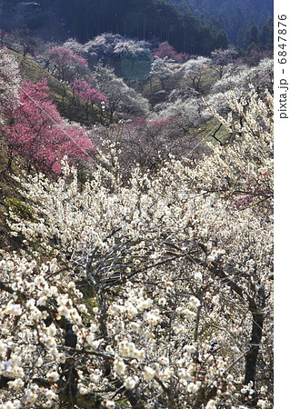 吉野梅郷 6847876