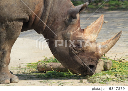 絶滅の危機 クロサイ 絶滅の危機 クロサイ 6847879