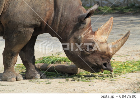 絶滅の危機　クロサイ　 6847880