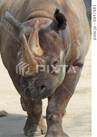 絶滅の危機　クロサイ　 6847881