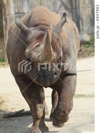 絶滅の危機 クロサイ 絶滅の危機 クロサイ 6847883