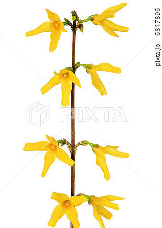 Forsythia flowers on white background.Isolated. 6847896