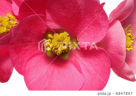 Flowers of Chaenomeles Japonica (Japanese Quince) blossoming. I Flowers of Chaenomeles Japonica (Japanese Quince) blossoming. I 6847897