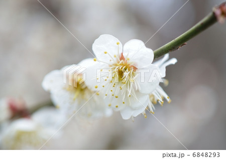 梅宮大社、梅の花 梅宮大社、梅の花 6848293