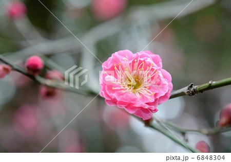 北野天満宮の紅梅 6848304