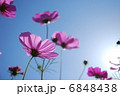 花と空 6848438