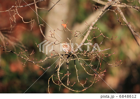 カシラダカ 6848612