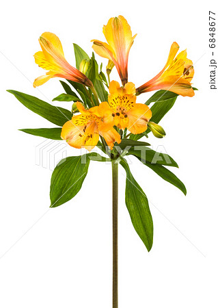 orange alstroemeria orange alstroemeria 6848677