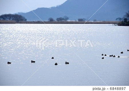 西の湖 西の湖 6848897
