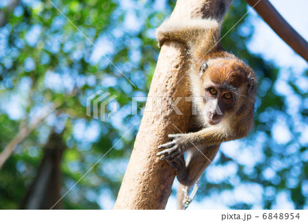 Crab-eating macaque on the tree 6848954