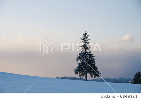 暮れゆく雪の丘 美瑛町 暮れゆく雪の丘 美瑛町 6849131