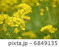 ミツバチと菜の花 6849135