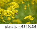 ミツバチと菜の花 6849136