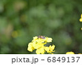 ミツバチと菜の花 6849137