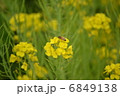 ミツバチと菜の花 6849138