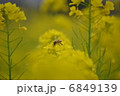 ミツバチと菜の花 6849139
