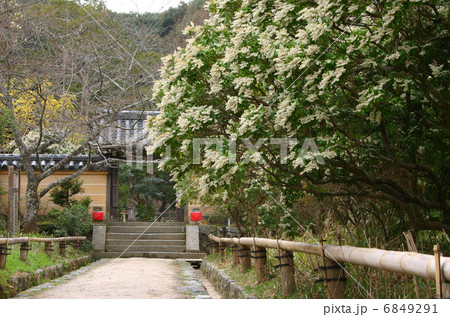 京都　浄瑠璃寺　参道 6849291