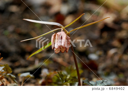 アワコバイモ 6849402