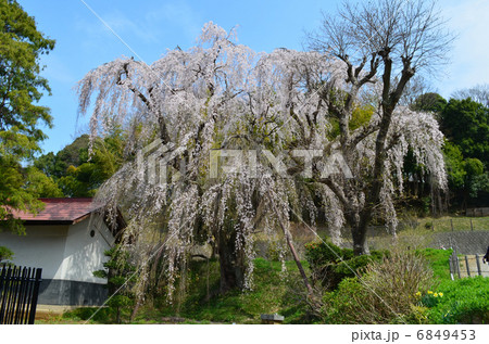 しだれ桜 鶴牧西公園 6849453