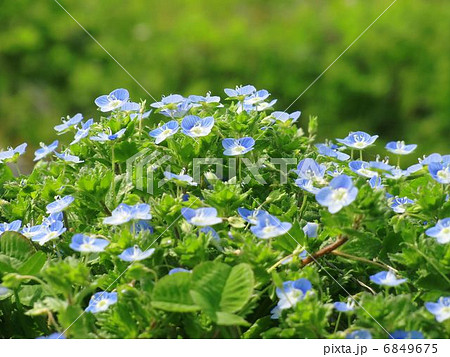 ルリカラクサ ルリカラクサ 6849675