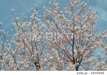 神代曙桜 6849686
