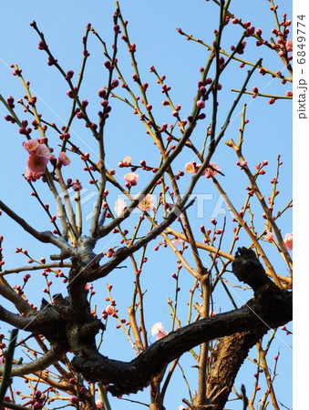 春素材・咲き初める梅の花・青空バック縦位置 6849774