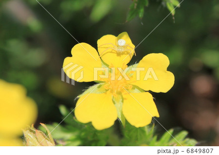 花グモとカワラサイコの花 6849807