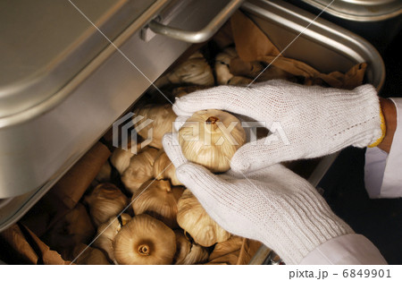 黒にんにく発酵作業　発酵食品　健康食材　イメージ素材 6849901
