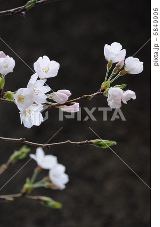 桜 6849906