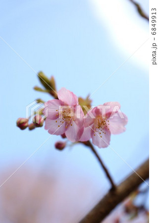 春素材・可愛いらしい梅の花・青空バック縦位置 6849913