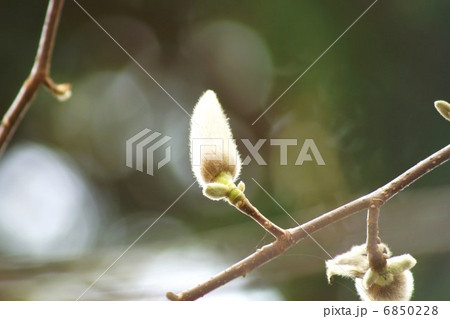 春の素材・光の春に辛夷の花蕾・横位置 6850228