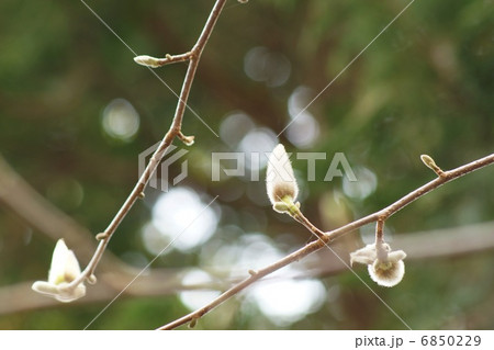 春の素材・光の春に辛夷の蕾・横位置 春の素材・光の春に辛夷の蕾・横位置 6850229