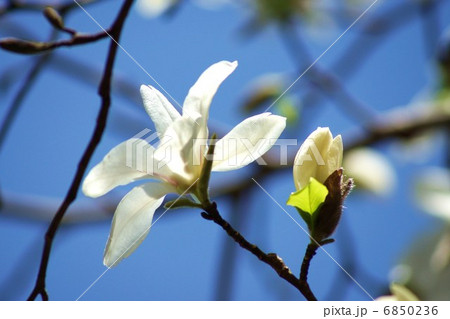 春の素材・青空に純白の辛夷の花・横位置青空バック 6850236
