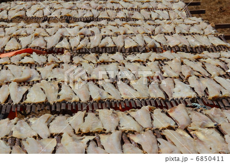 干し鱈 6850411