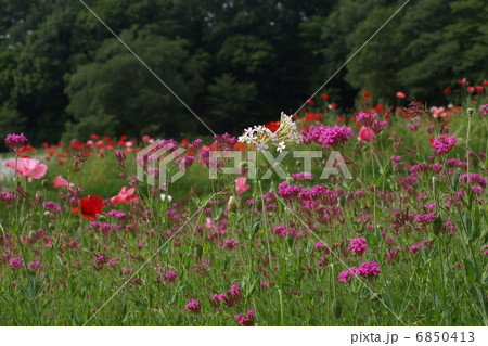 ヒナゲシとムシトリナデシコ 6850413