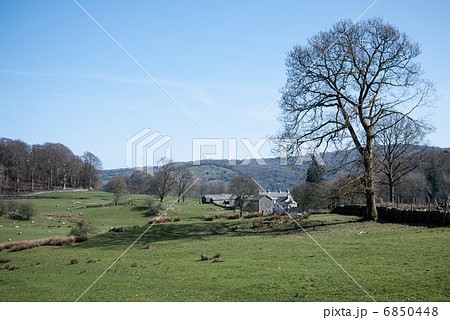 イギリス湖水地方での春の羊の放牧風景 イギリス湖水地方での春の羊の放牧風景 6850448