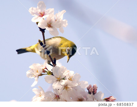 目白と桜 目白と桜 6850837