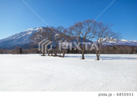 黒姫山と雪原の樹々 黒姫山と雪原の樹々 6850933