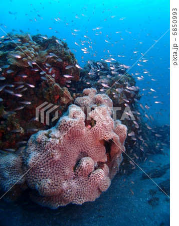 たくさんの小魚 6850993