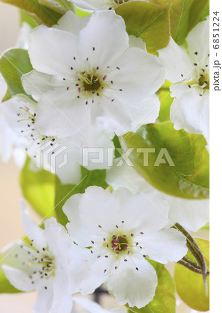 透きとおる白い花びらの梨の花 6851224