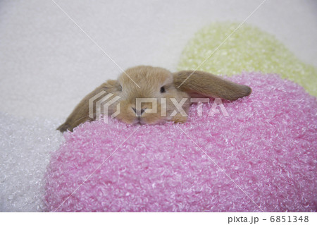 ロップイヤーラビット 6851348