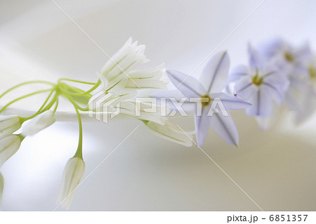 ハナニラとアリュームのイメージフォト ハナニラとアリュームのイメージフォト 6851357