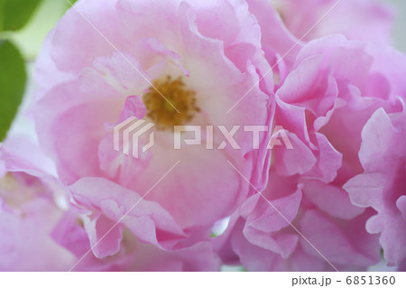 薔薇のクローズアップ 6851360